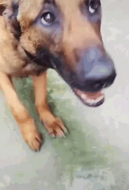 Dog smelling gif